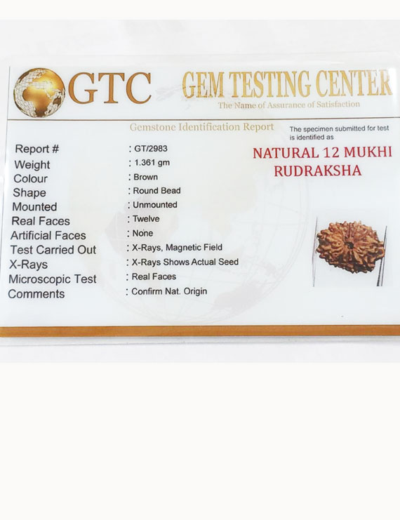 12 Mukhi Certified Indonesian Rudraksha Size- 18.50 mm